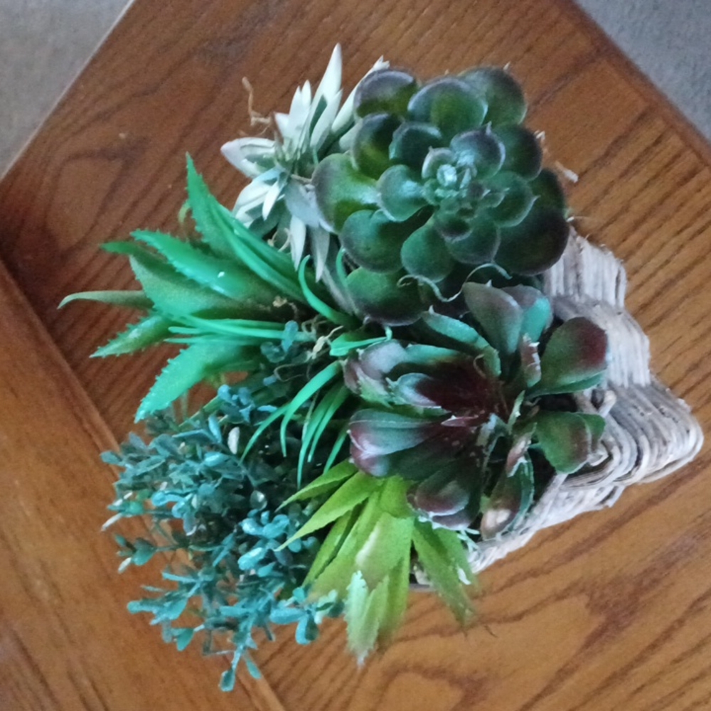 Succulent